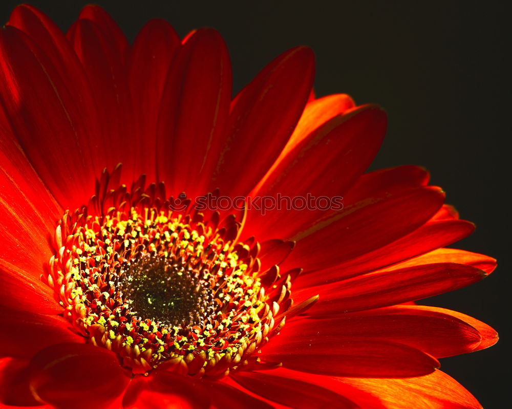 Similar – lady in red … Gerbera