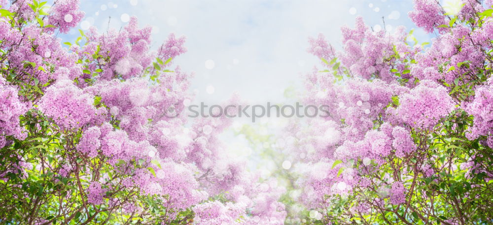 Similar – Image, Stock Photo Erika…. Heathland