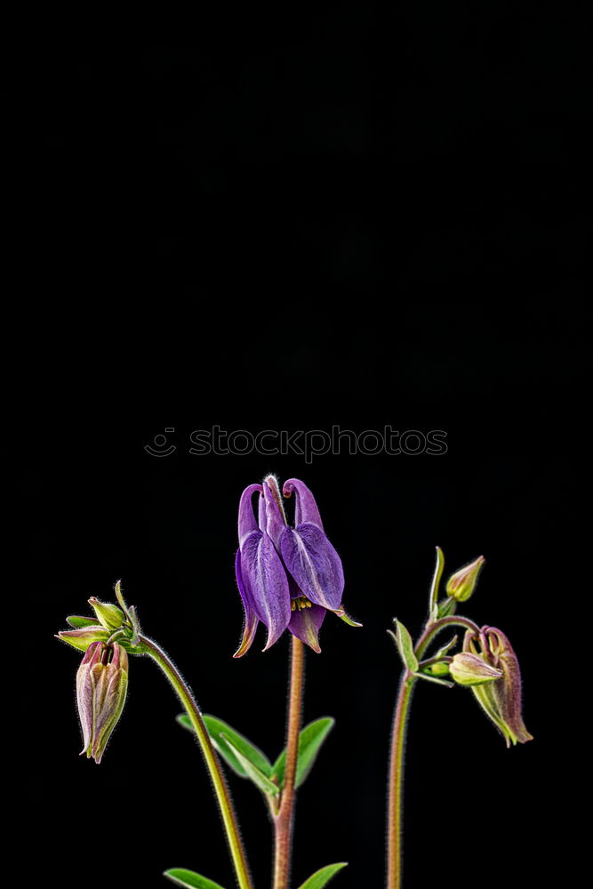 Similar – Checkerboard flower; Fritillaria meleagris;