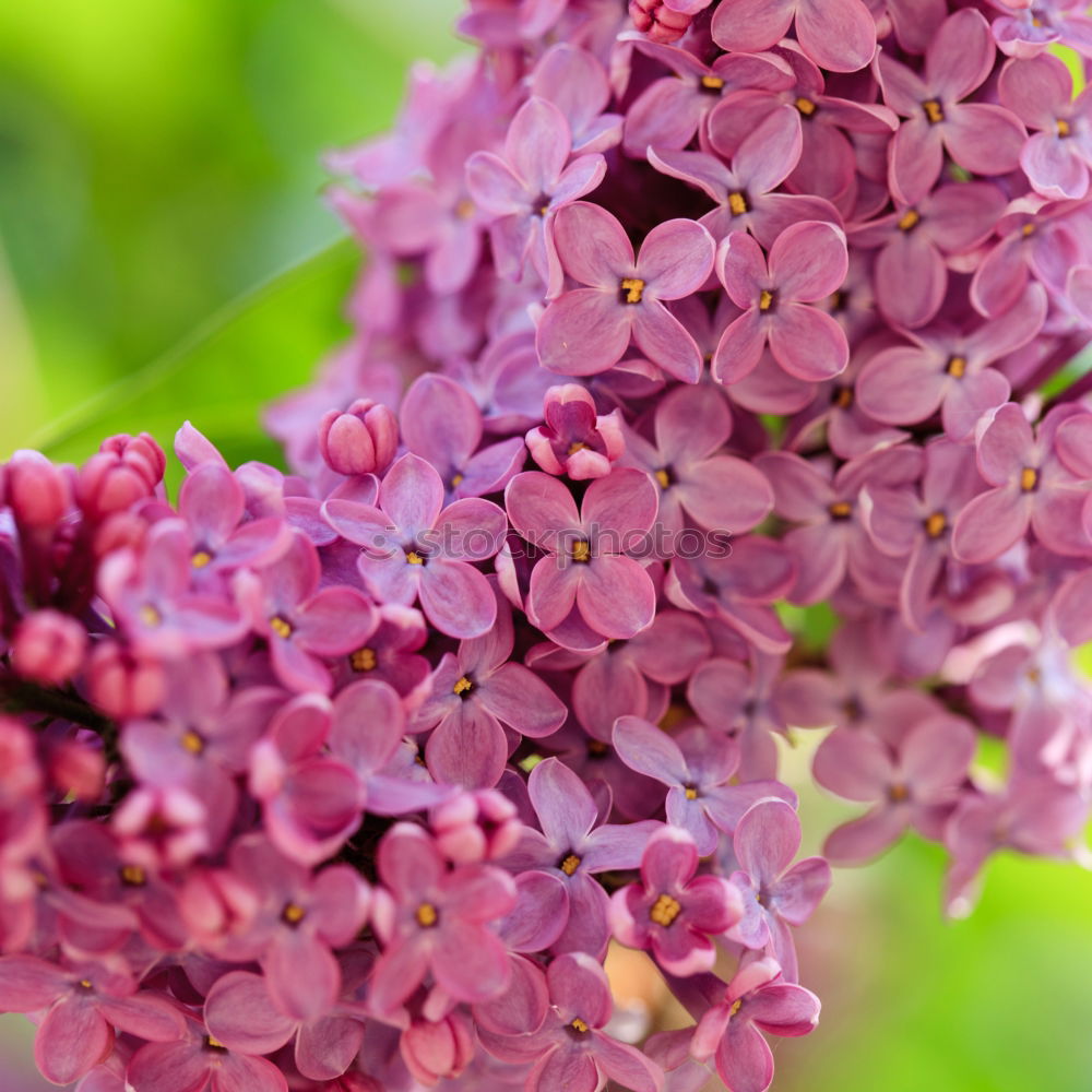 Similar – Image, Stock Photo Branch of beautiful purple lilac flowers on the bush