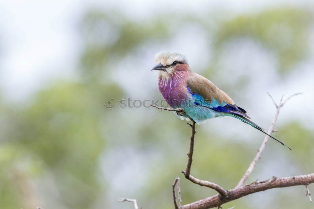 Similar – Image, Stock Photo Rackbird #2 Bird