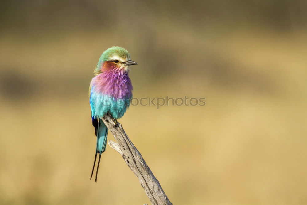 Image, Stock Photo Rackbird #2 Bird