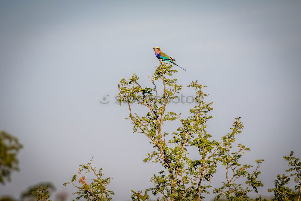 Similar – Foto Bild Meisenwinter (bunt) Vogel