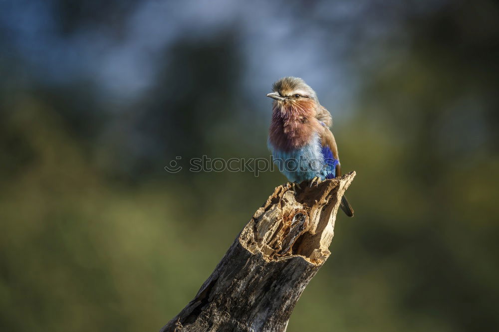 Similar – Image, Stock Photo Keith Calm Trip Freedom