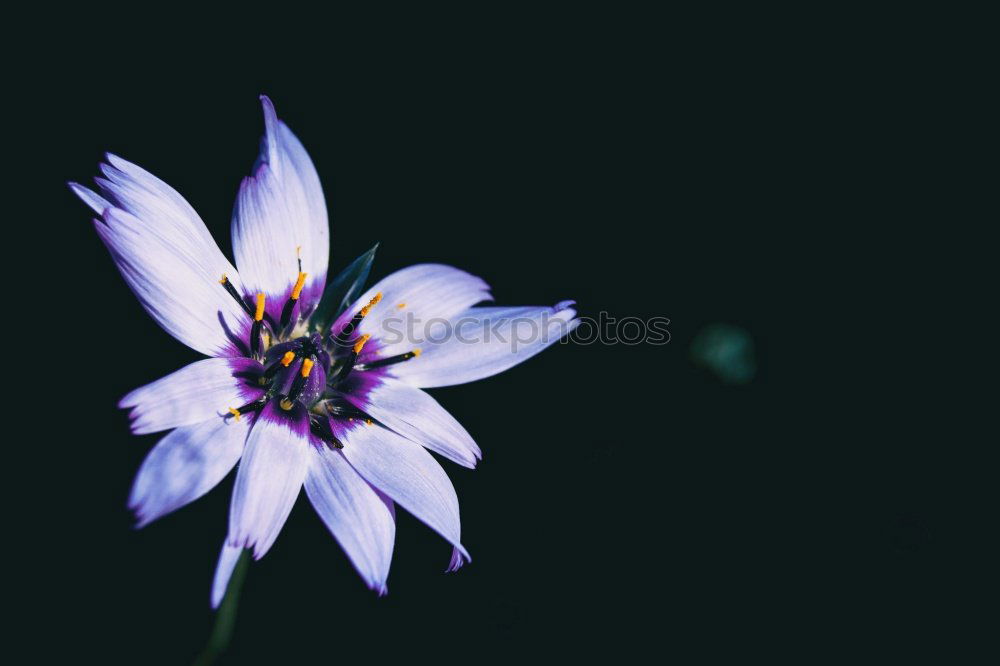 Similar – Image, Stock Photo daisy flower plant in springtime