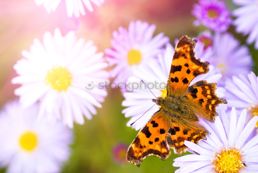 Similar – observation wings Nature