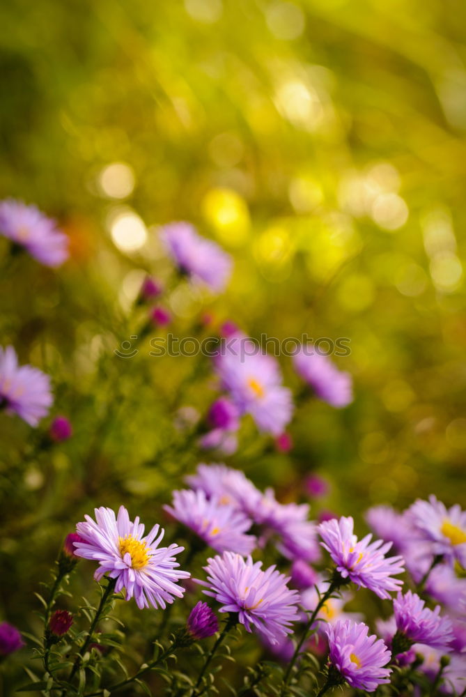 Similar – Multicolored Flowers Daisy