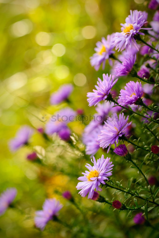 Similar – Image, Stock Photo Aster flowers Stamen