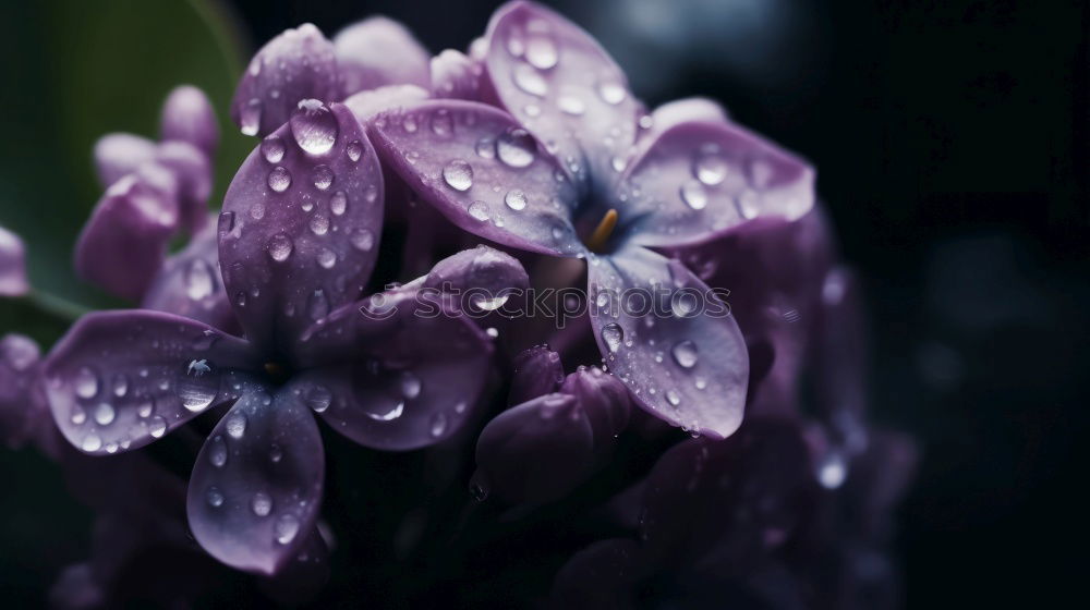 Similar – Image, Stock Photo purple blossom lies on a blue table with raindrops