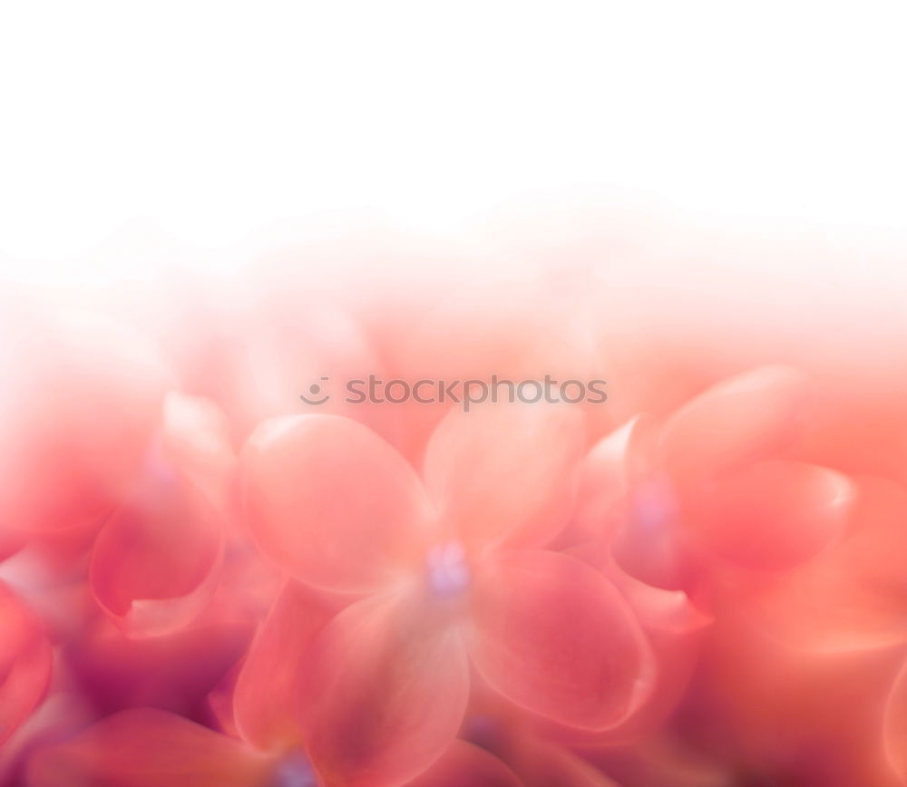 Similar – Image, Stock Photo Beautiful summer flowers