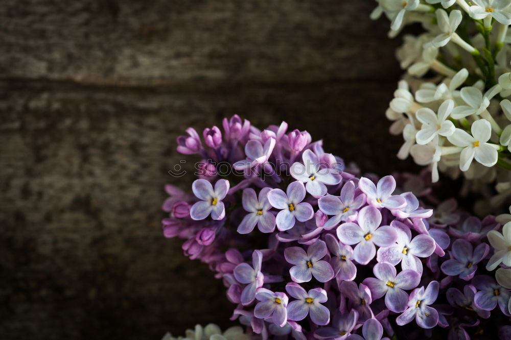 Similar – lavender Nature Spring