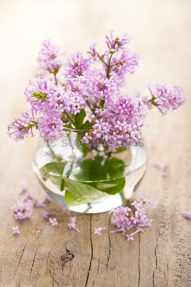 Similar – Image, Stock Photo lavender Lavender Flower