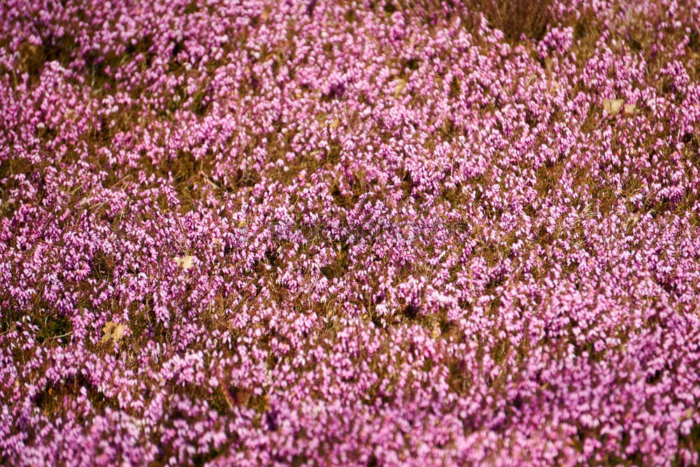 pink. Environment Nature