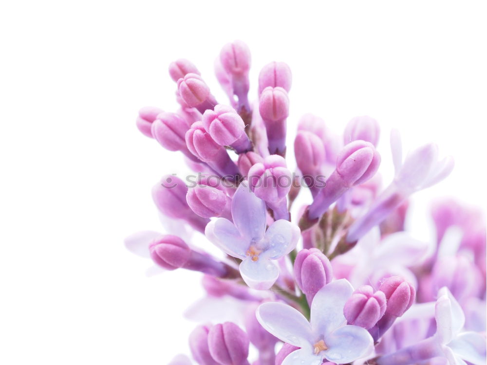 Similar – Common Dutch Garden Hyacinth (Hyacinthus Orientalis)