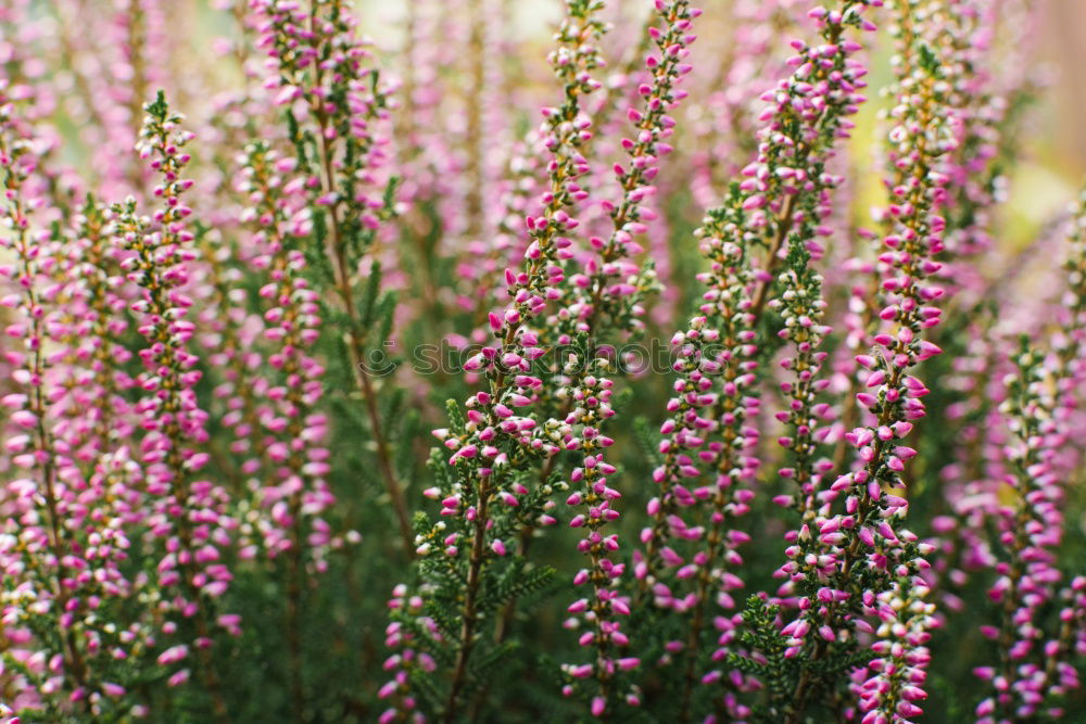 Similar – Image, Stock Photo great love for flowers