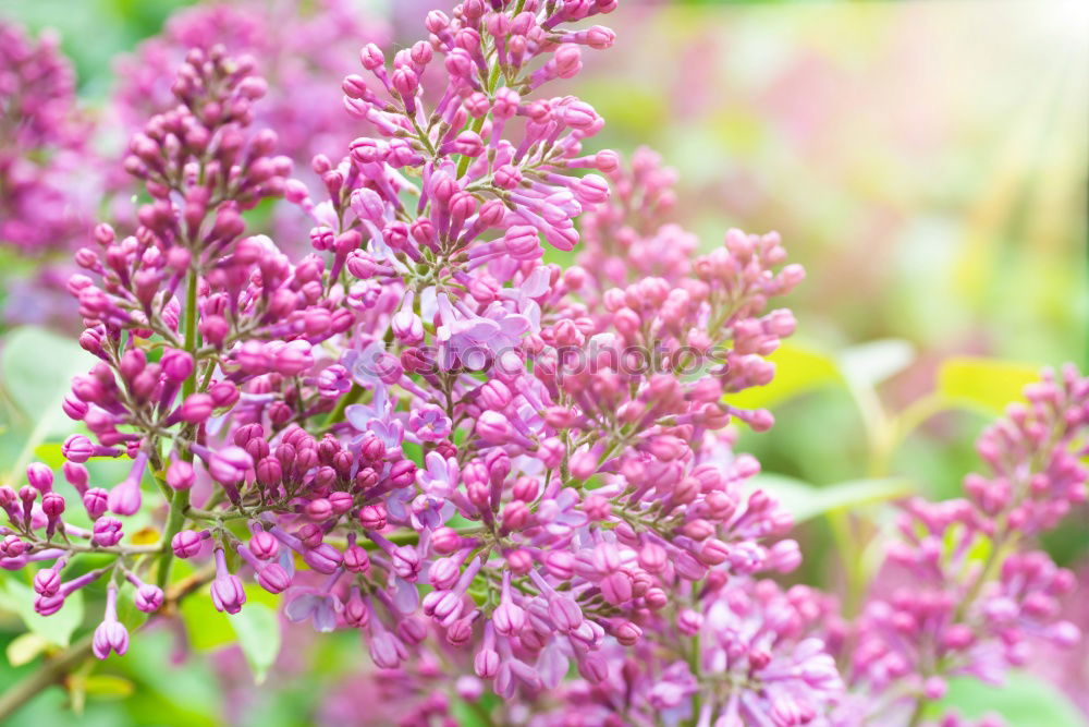 Similar – Image, Stock Photo Branch of beautiful purple lilac flowers on the bush