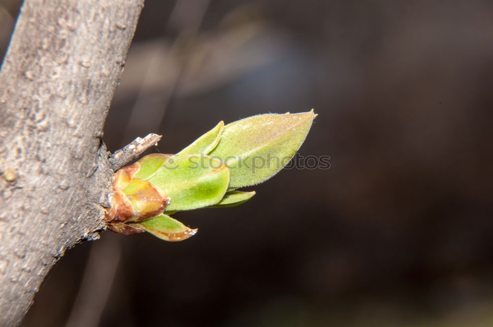 Similar – Foto Bild nature rules Baum