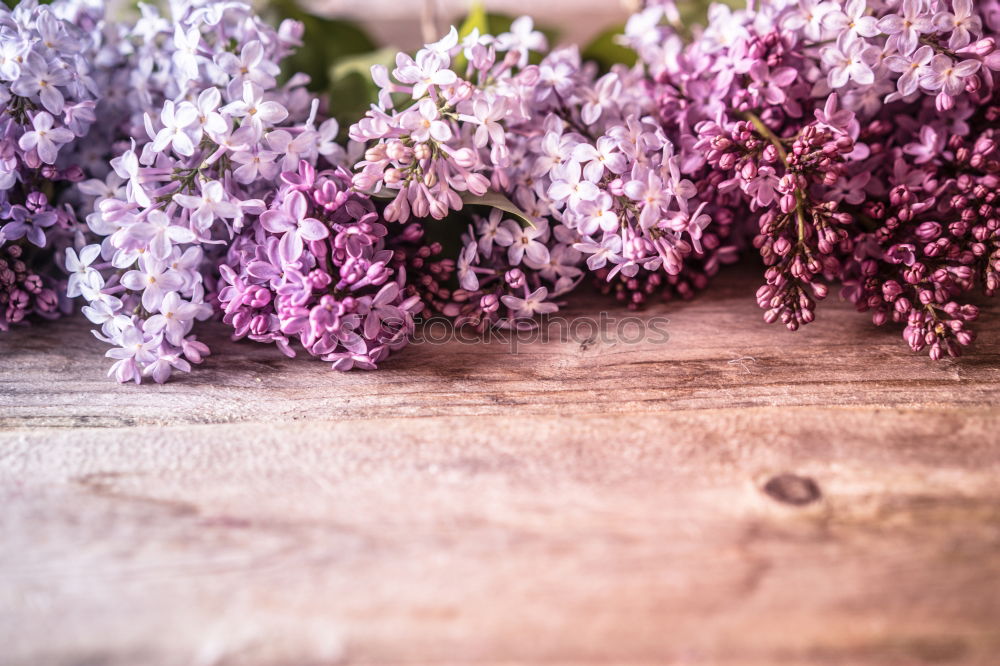 Similar – Aromatherapy, wellness and spa with lilac flowers