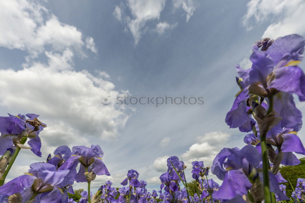 Similar – Foto Bild Kornblumen Blume Blüte