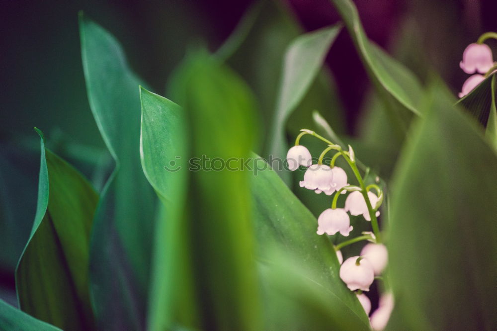 Similar – Image, Stock Photo flower Plant Blossom