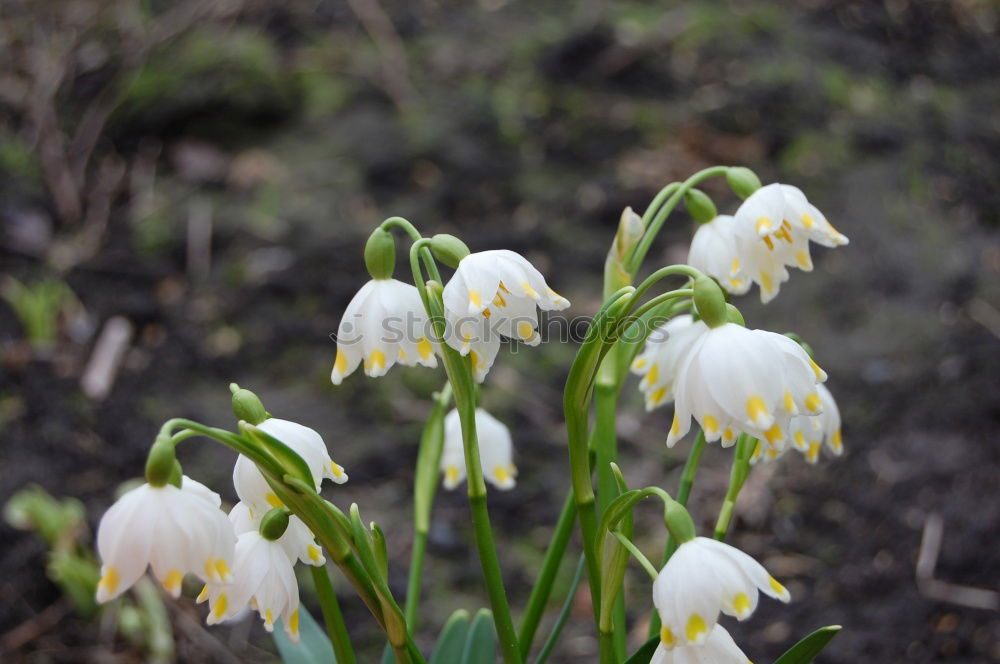 Similar – Foto Bild Edelweiss Gesundheit