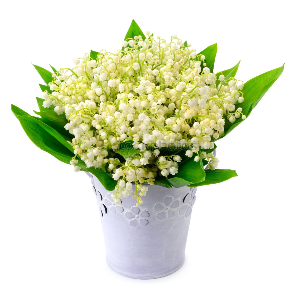 Similar – Image, Stock Photo bouquet of white lilies of the valley