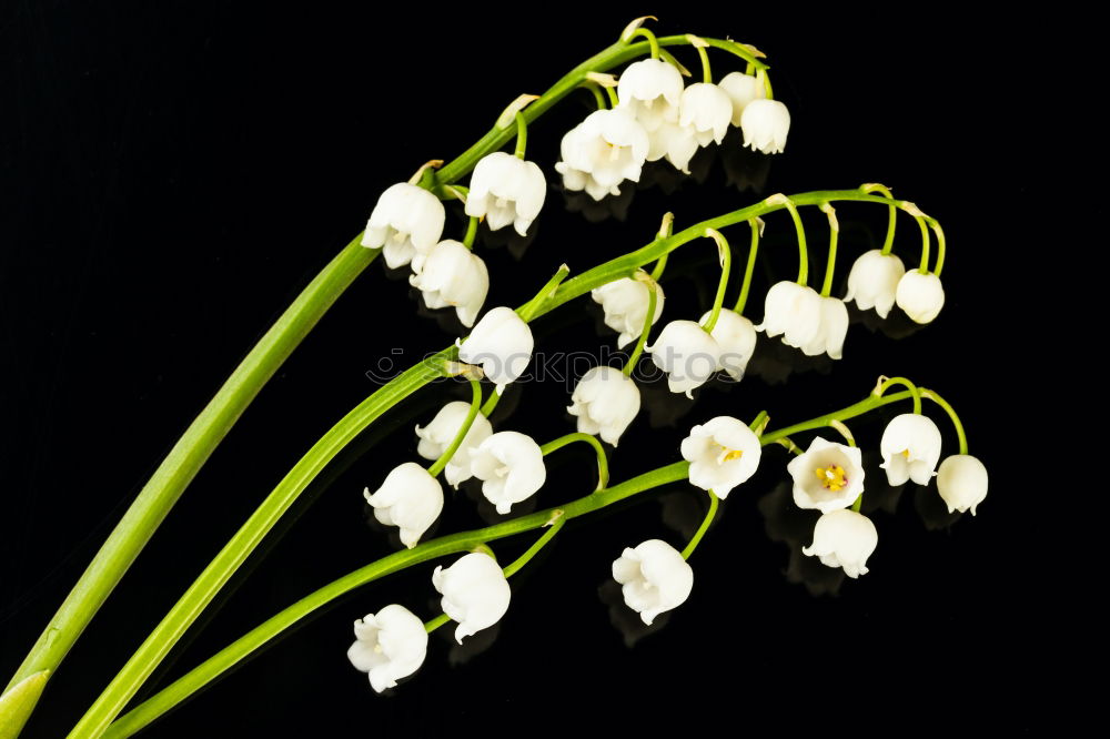 Similar – three flowering snowdrops against a dark background