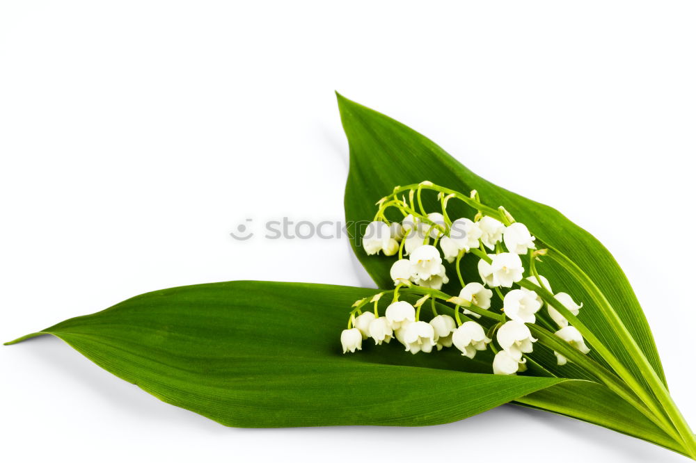 Similar – bouquet of white lilies of the valley