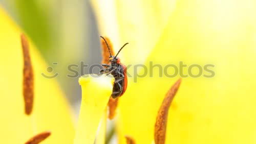 Similar – Image, Stock Photo Watch out, I’m coming……. Please hold still!