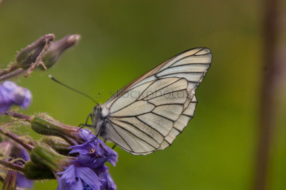 Similar – Image, Stock Photo Butterfly red-blue