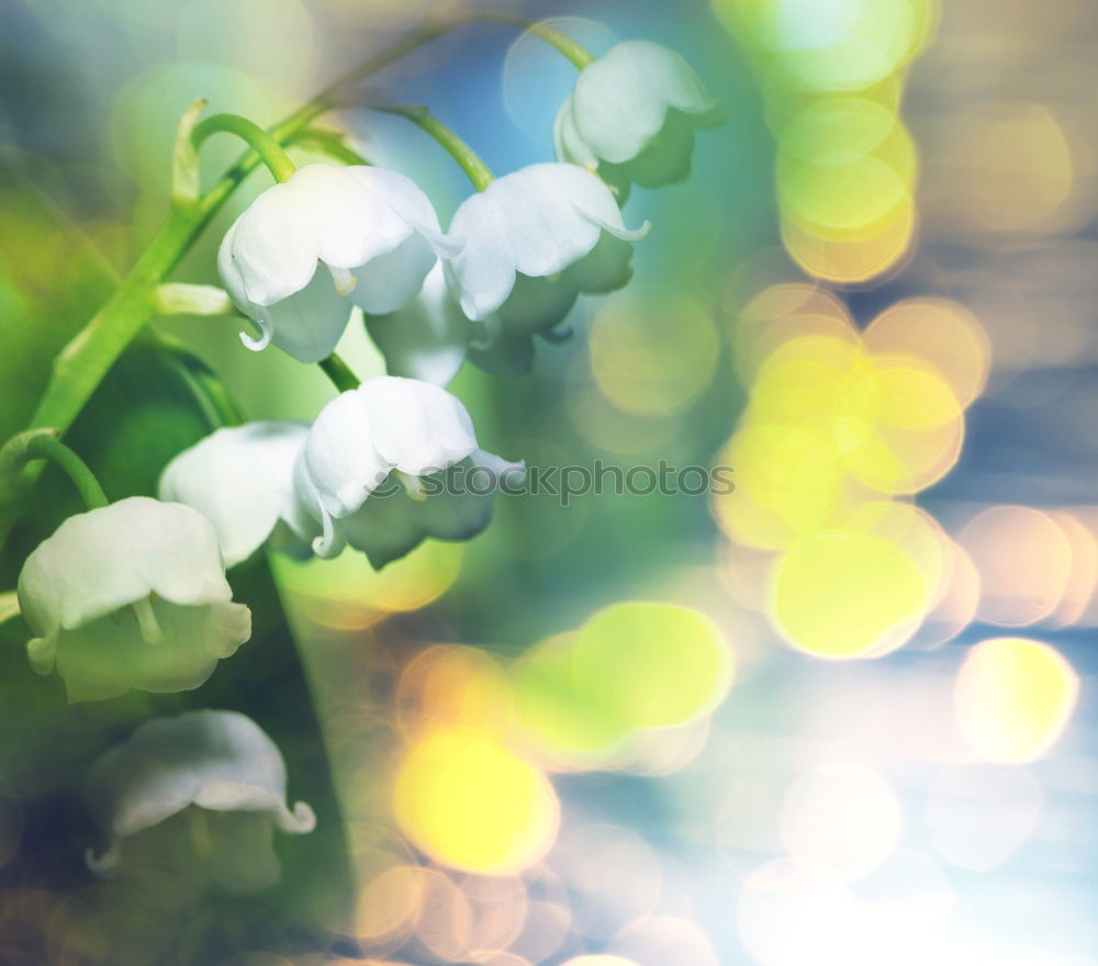 Similar – Image, Stock Photo date rice Plant Date