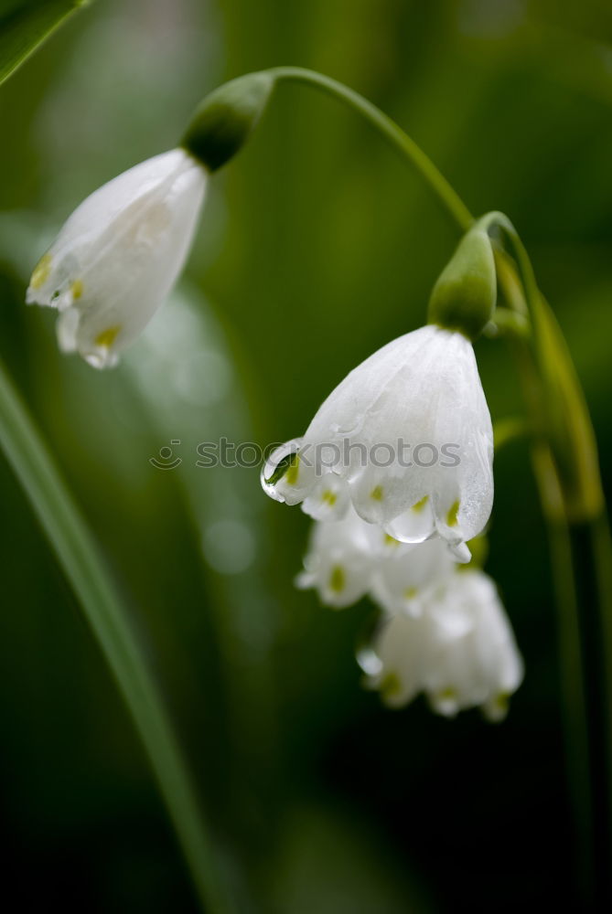 Similar – Image, Stock Photo Seasons | Märzenbecher