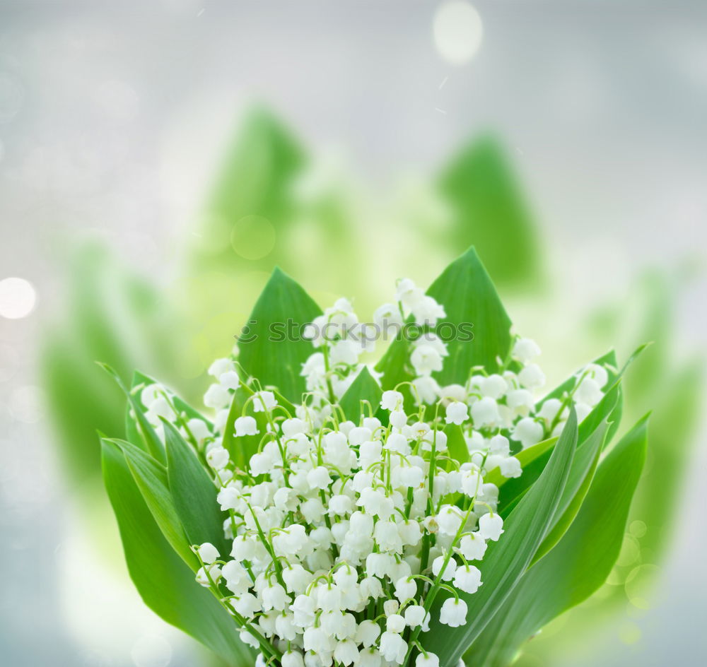 Similar – Image, Stock Photo bouquet of white lilies of the valley