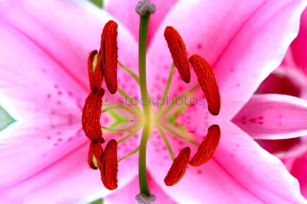 Similar – Rosa Blüte Frühling rosa