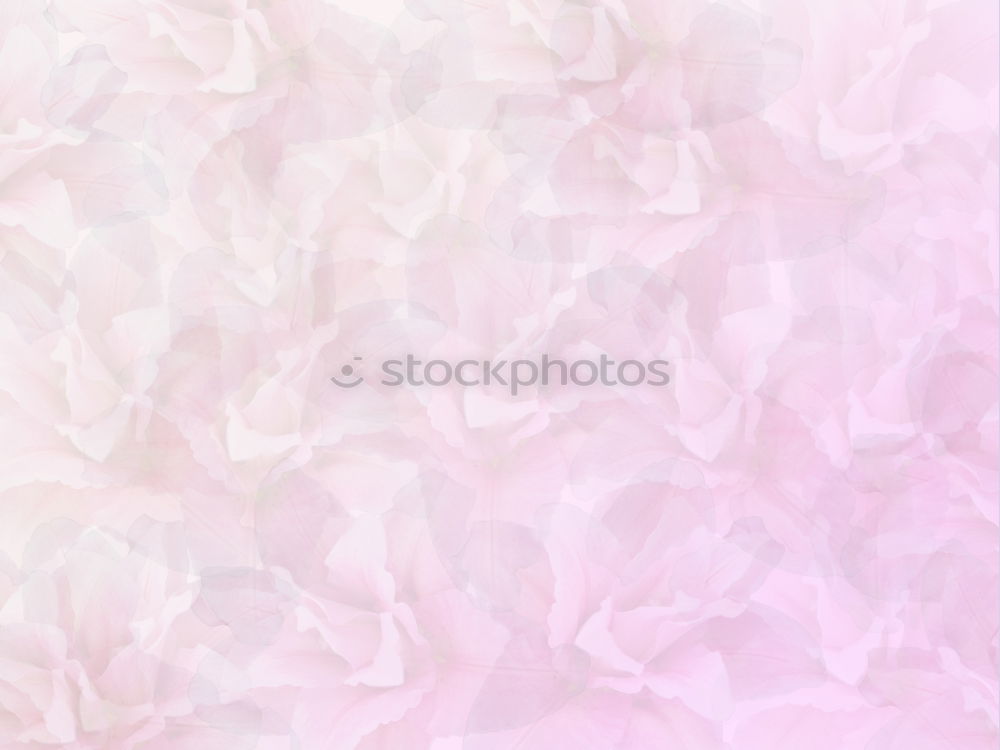 Similar – Spring background with carnations flowers and ribbons