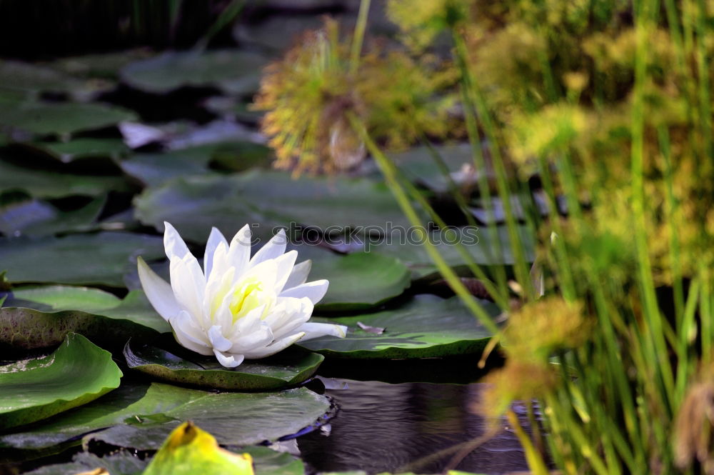 Similar – Im Brunnen Umwelt Natur