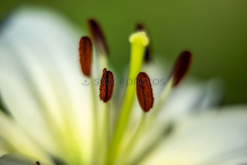 Similar – Image, Stock Photo Bud with water droplets