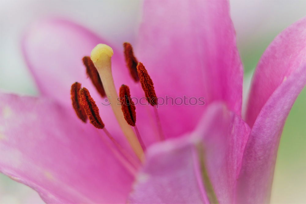 Similar – flower panorama Blossom