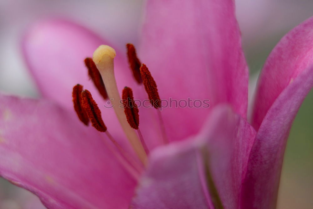 Similar – flower panorama Blossom