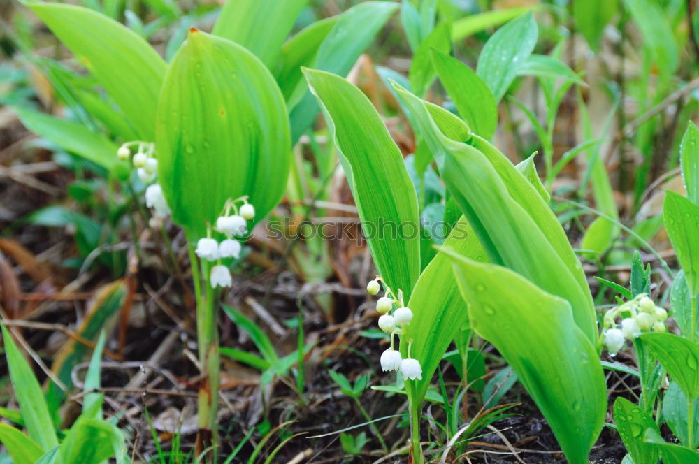 Similar – Image, Stock Photo flustered state Flower