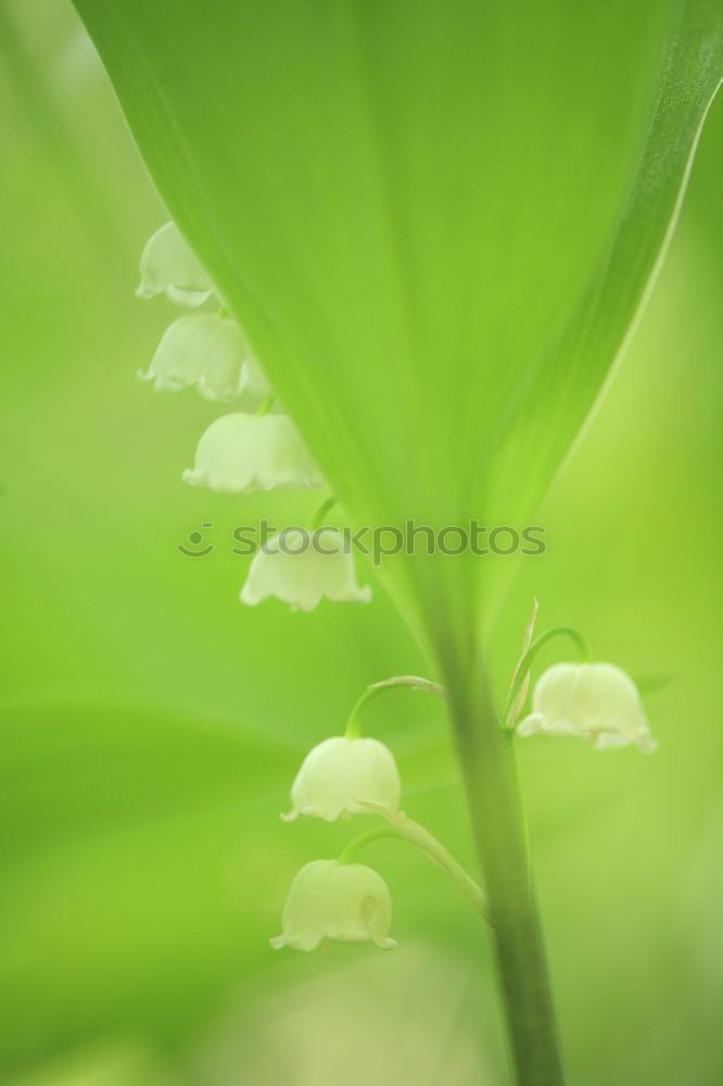 Similar – Image, Stock Photo Single Nature Landscape