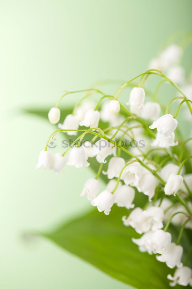 Similar – bouquet of white lilies of the valley