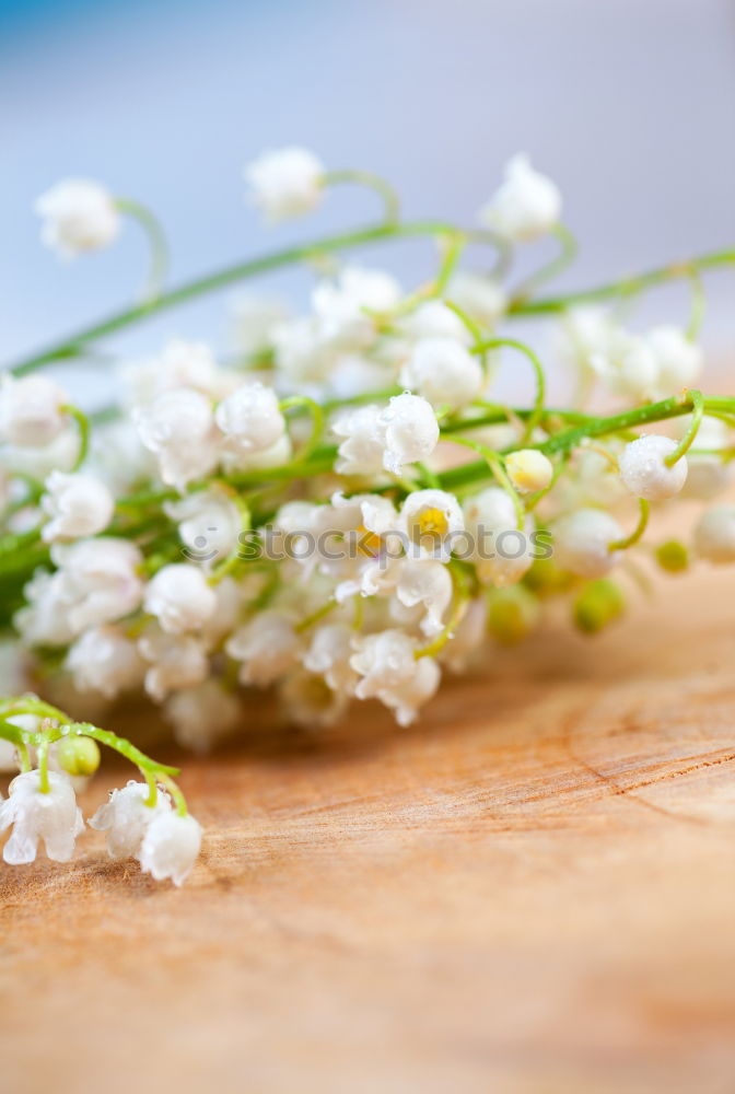 Similar – Image, Stock Photo bouquet of white flowering lilies of the valley