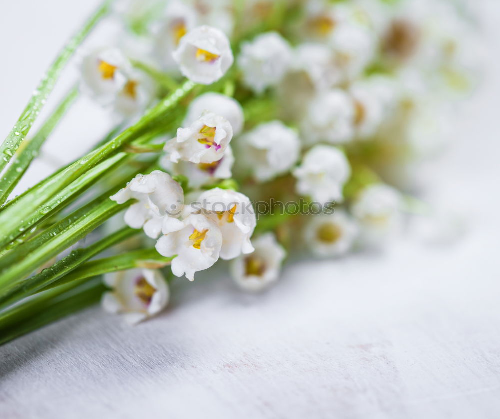 Image, Stock Photo bouquet of white flowering lilies of the valley