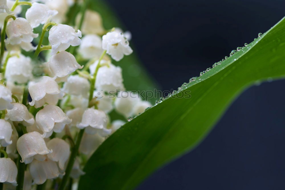 Similar – MAIglöckchen Farbfoto