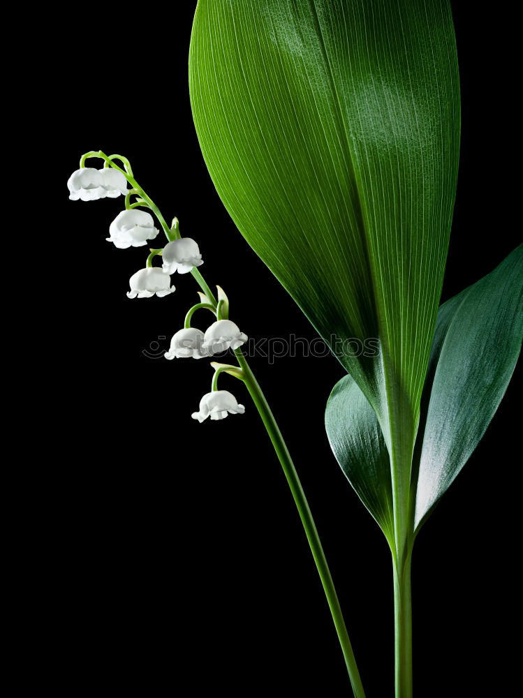 Similar – three flowering snowdrops against a dark background