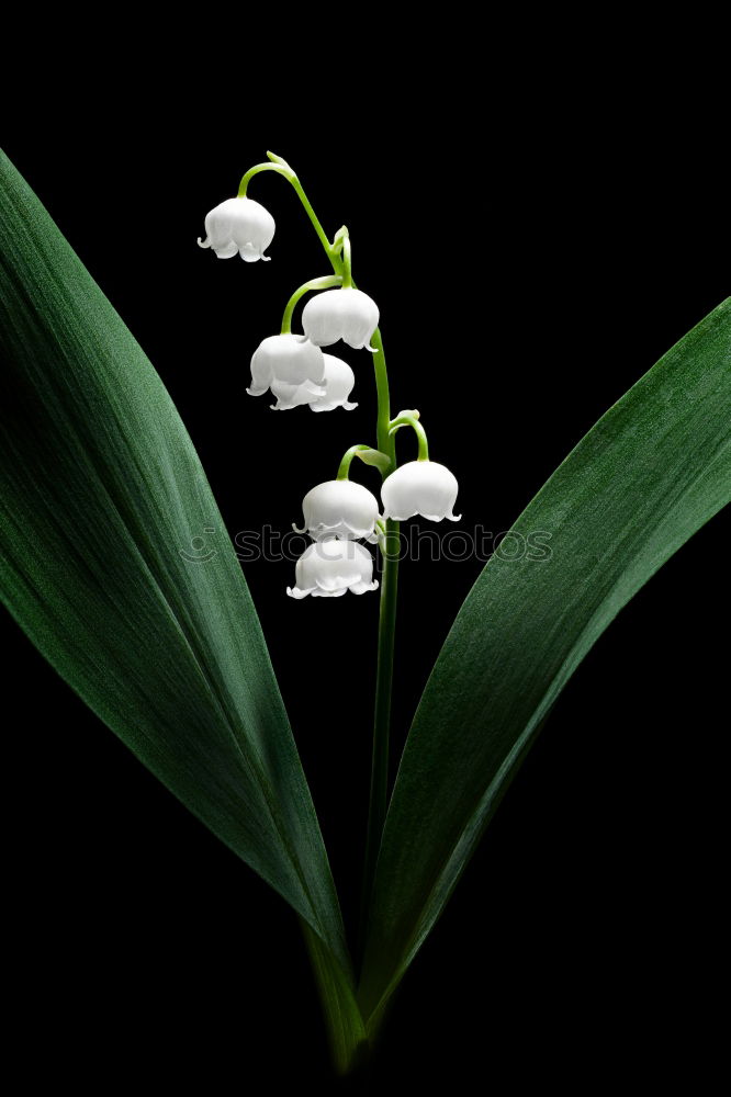 Similar – three flowering snowdrops against a dark background