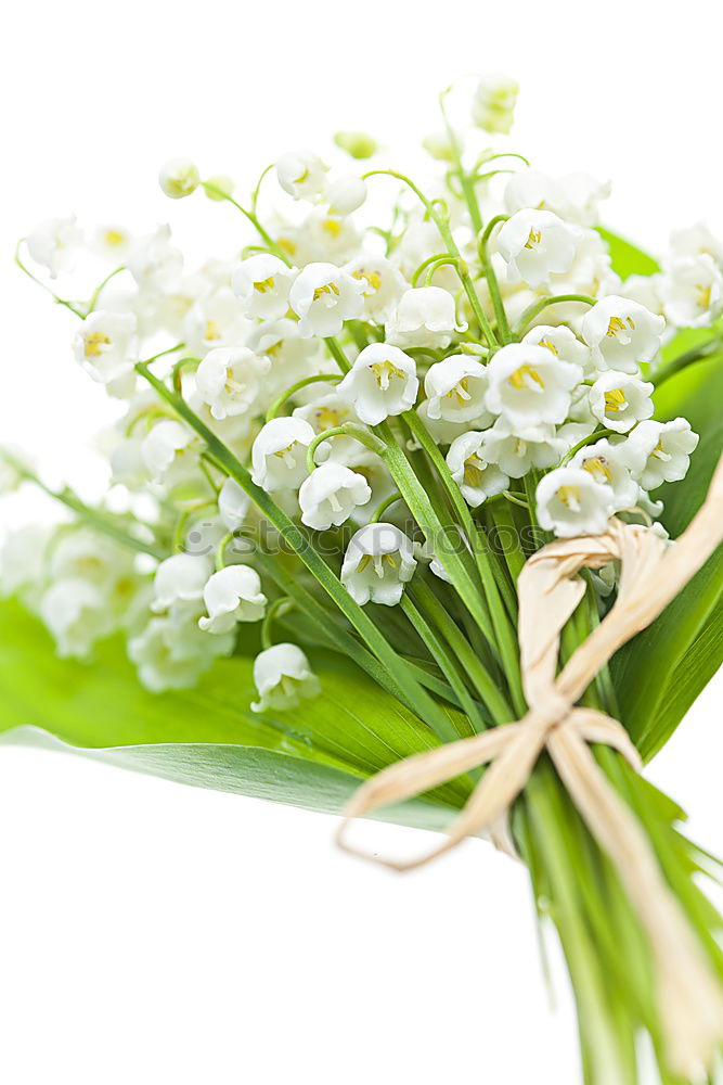 Similar – Image, Stock Photo bouquet of white lilies of the valley