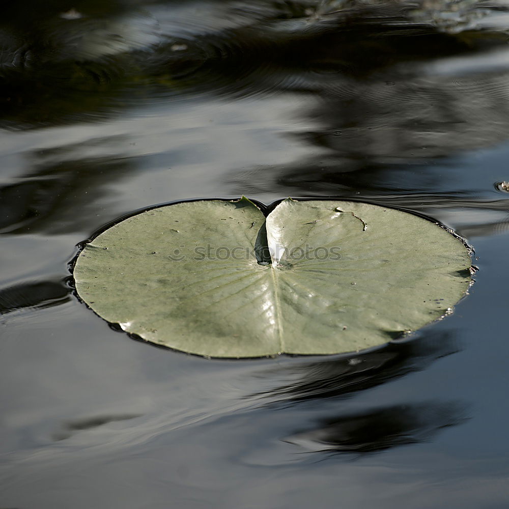 Similar – mirror stick Nature Plant