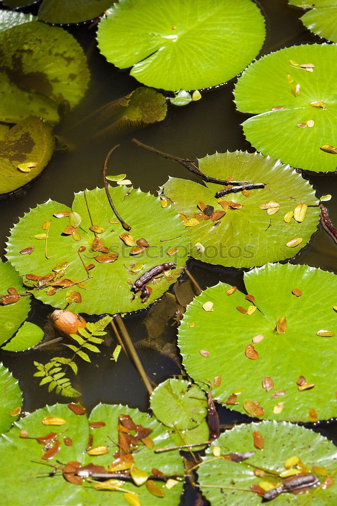 Similar – Wasserfrosch Tier Wildtier